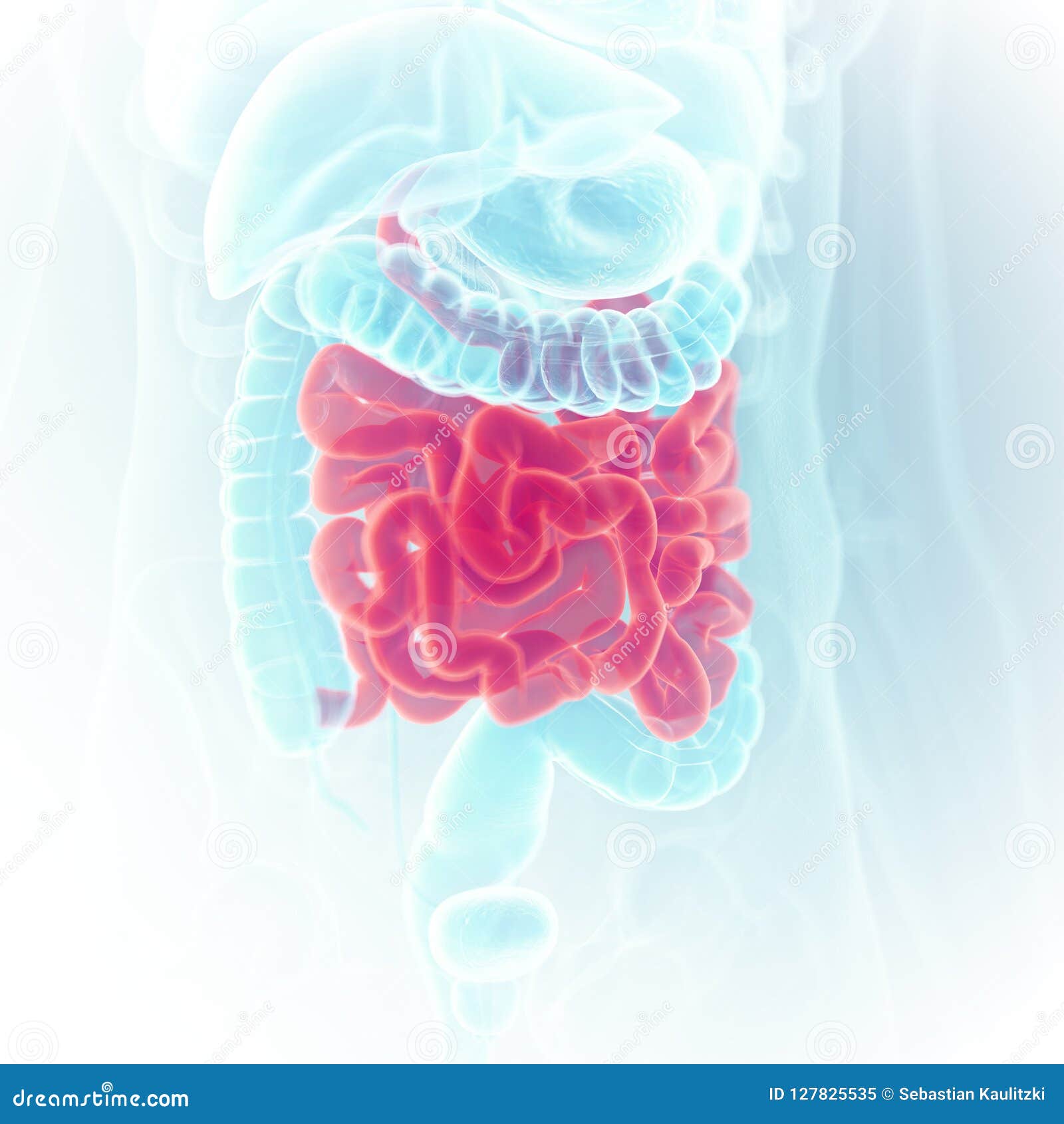 the small intestine