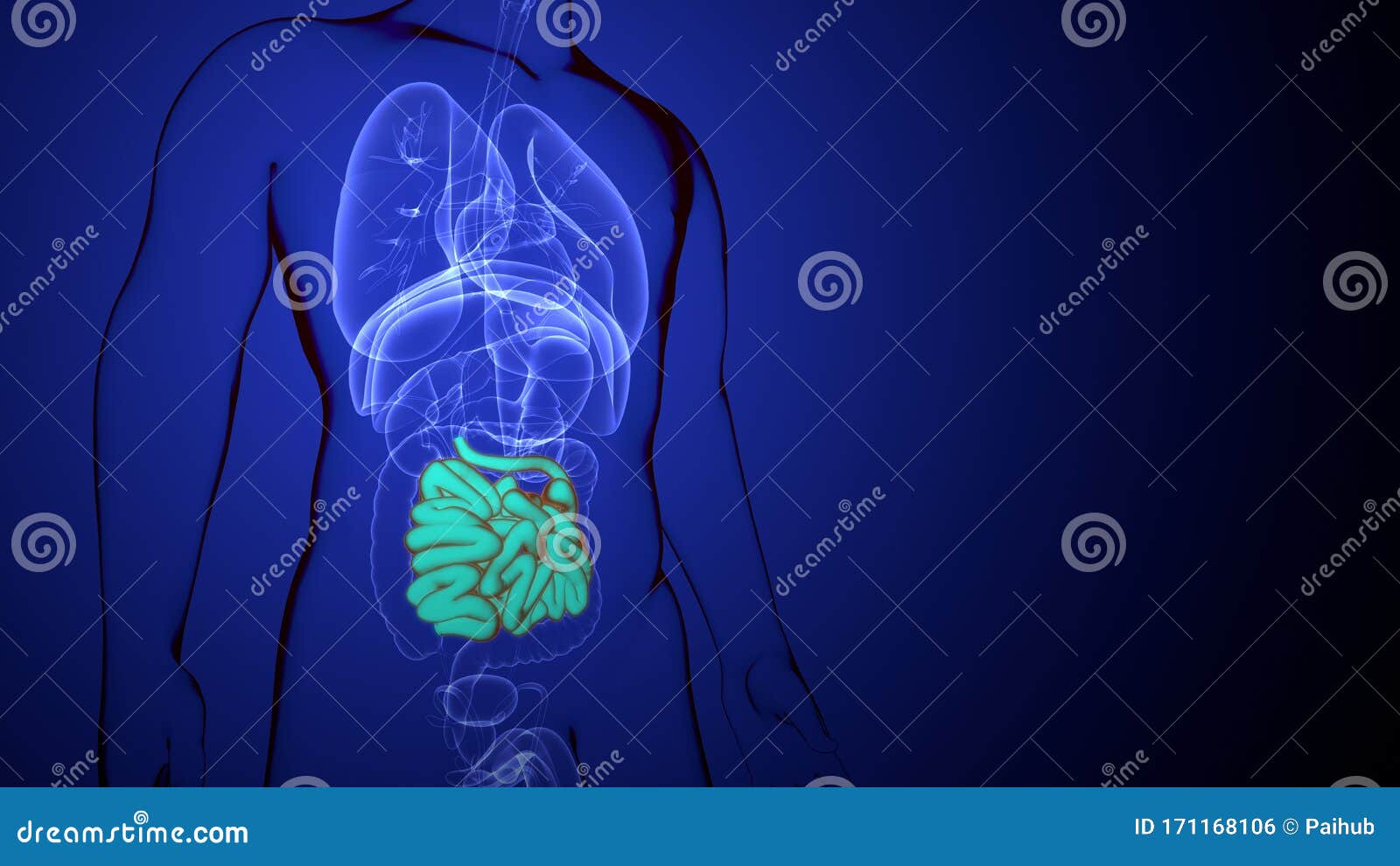 3d Rendered Medically Accurate Illustration of a Small Intestine Stock ...