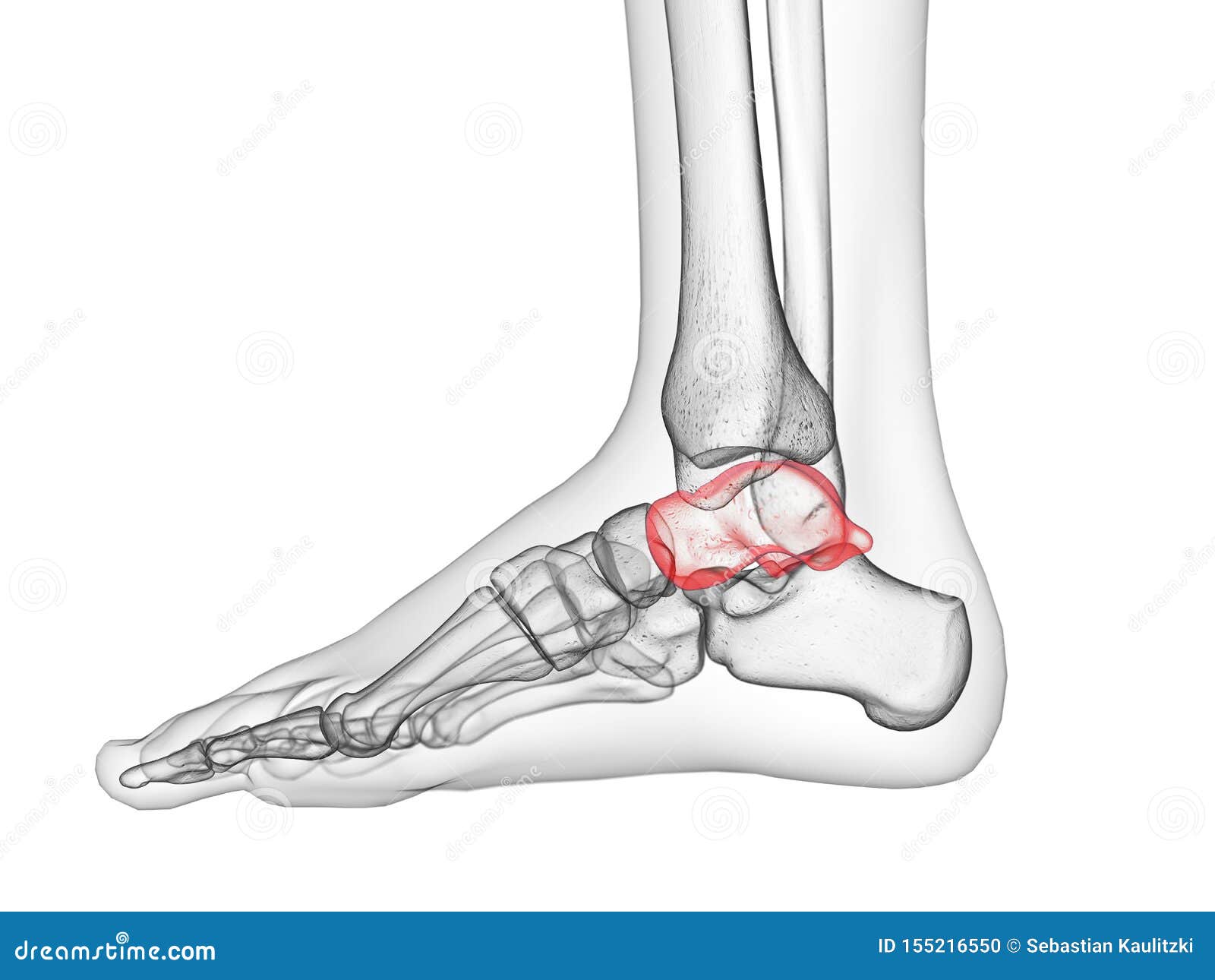 the talus bone