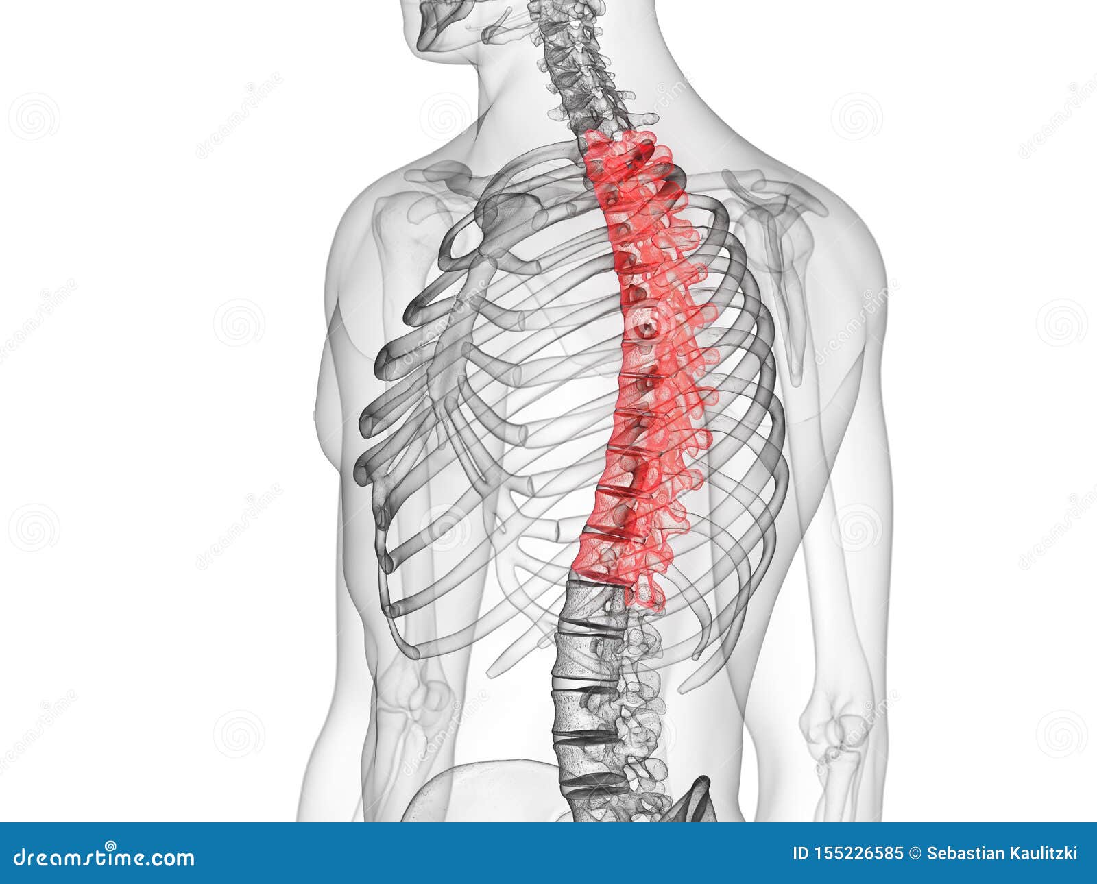 The thoracic spine stock illustration. Illustration of bones Biology Diagrams