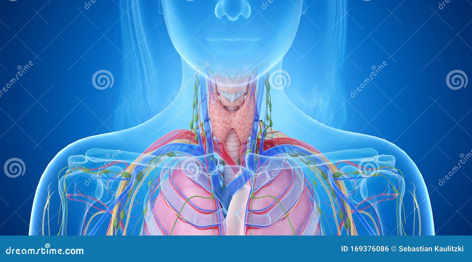 The throat anatomy stock illustration. Illustration of blue Biology Diagrams