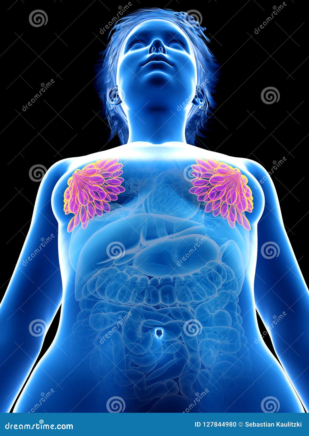 A Womans Mammary Glands Stock Illustration CartoonDealer 127844980 a-womans-mammary-glands-stock-illustration-cartoondealer-127844980