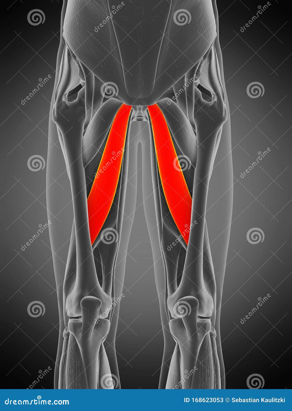 Adductor Longus Muscle Location With Hips And Leg Bones Outline Diagram ...