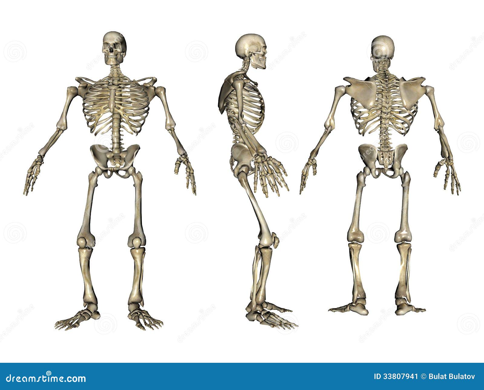 3D rendered skeleton stock illustration. Illustration of ...
