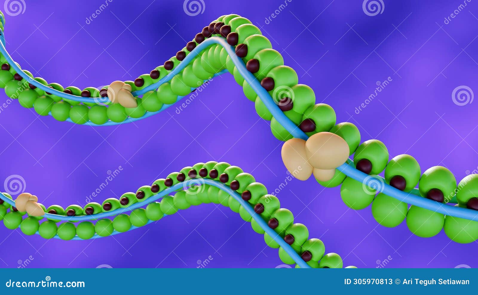 3d rendering of actin is the main protein component of the thin filament.