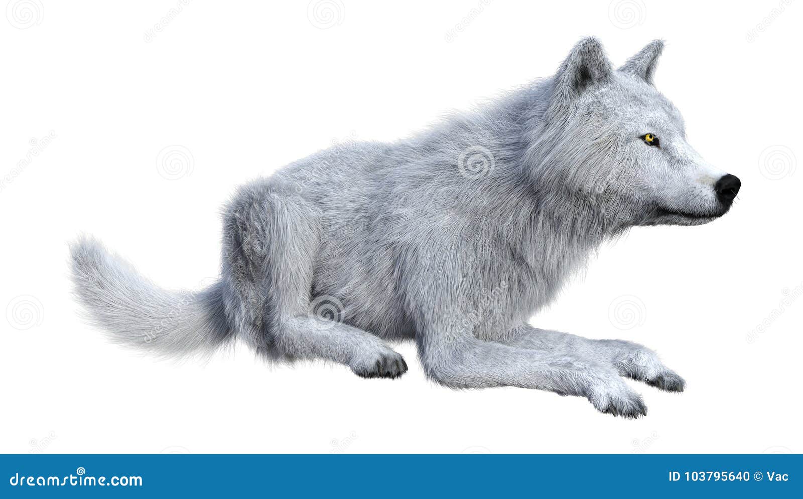 3D Rendering Arctic Wolf On White Stock Illustration - Illustration of ...