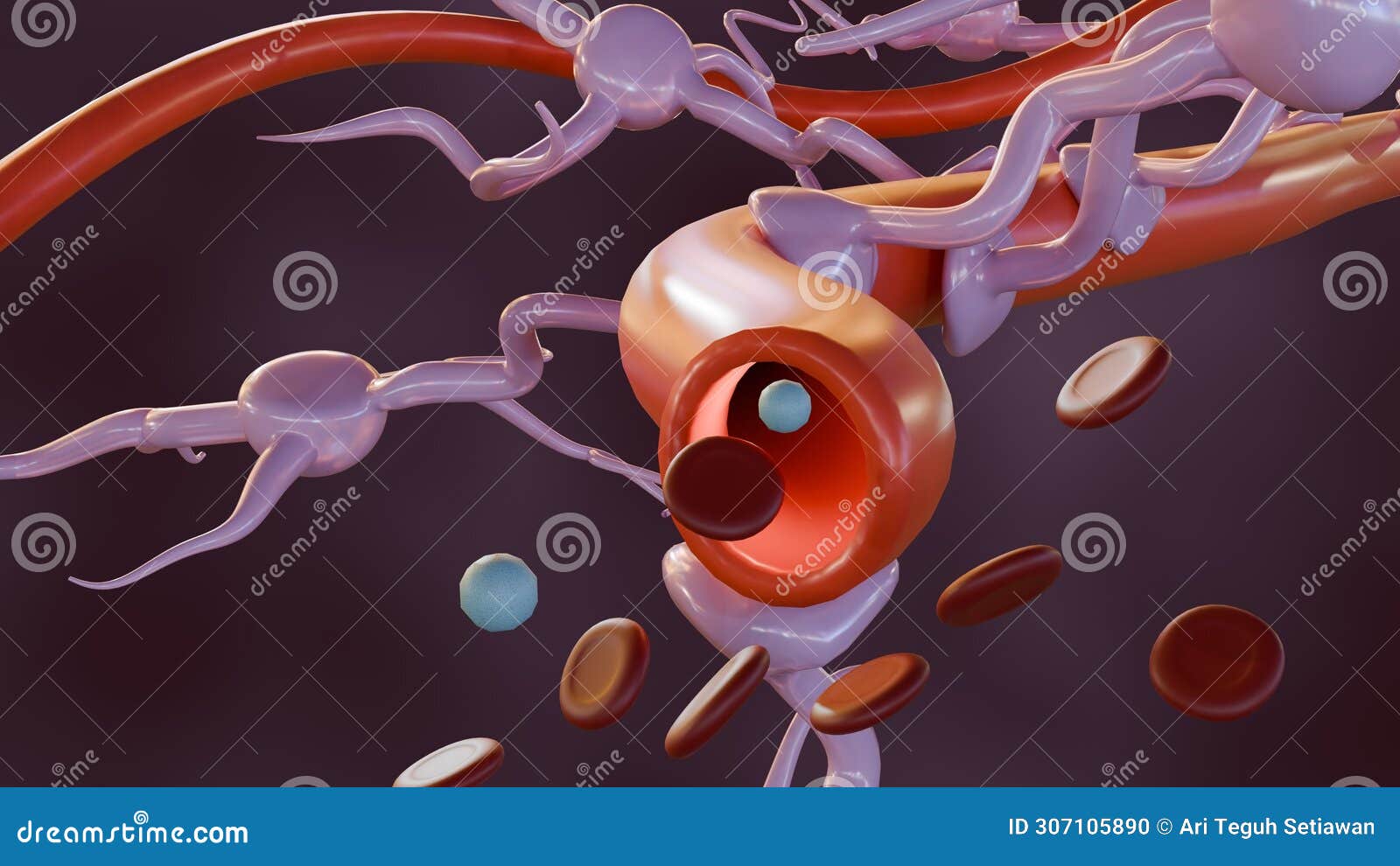 strocytes attach to blood vessel