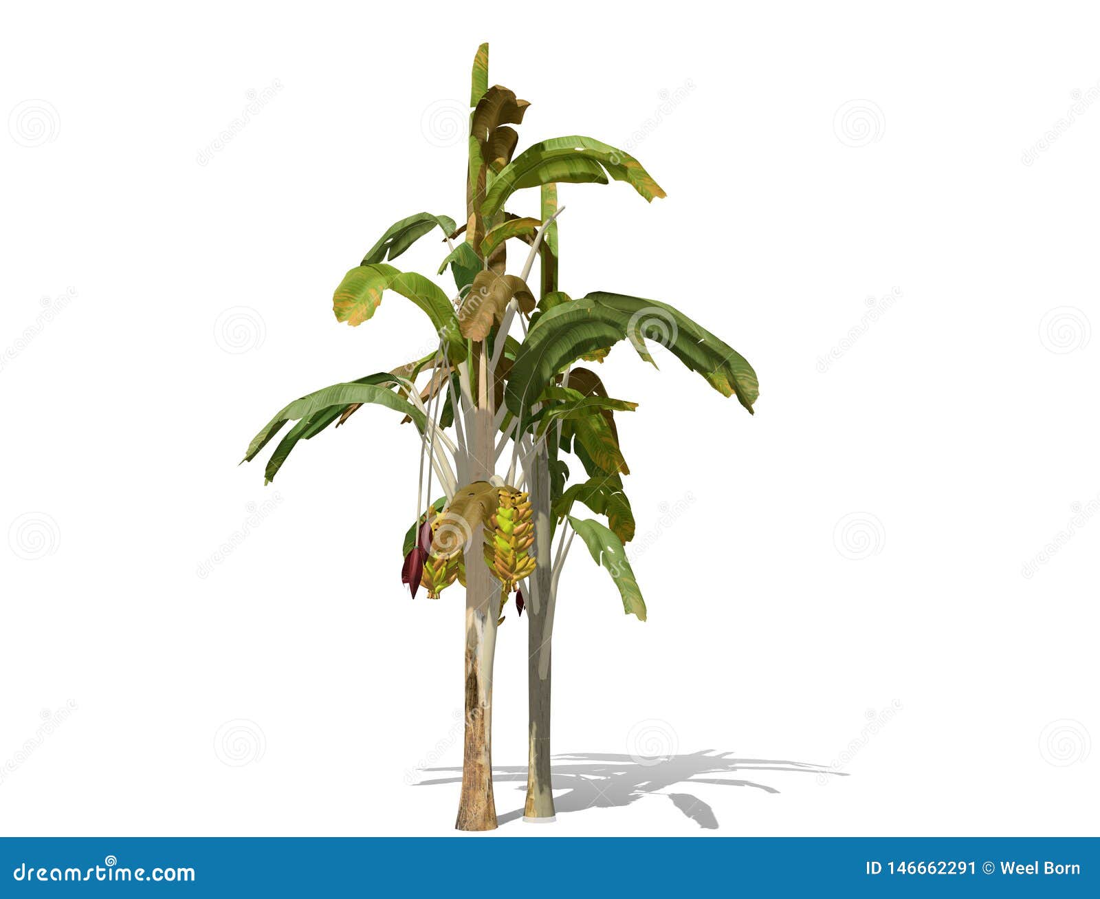 3d Rendering Banana Tree Isolated Over A White Background Stock