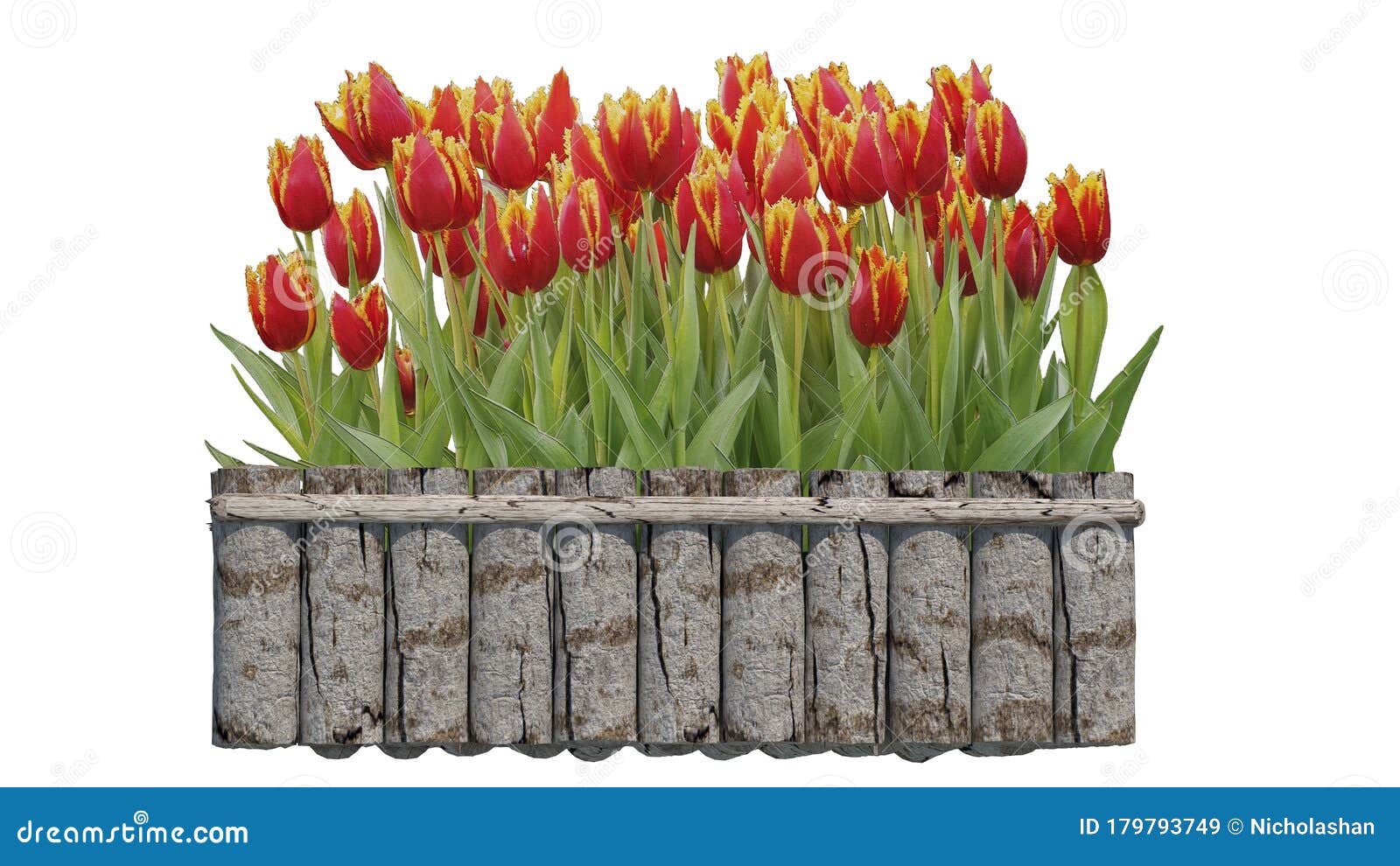 3d rendering of beautiful tulip flower