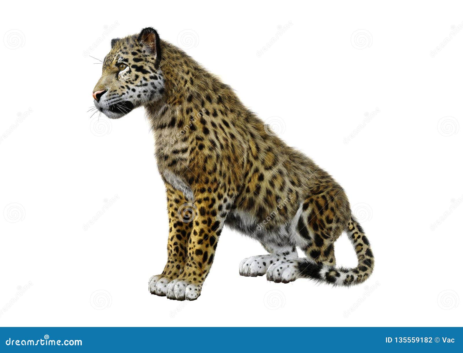  3D  Rendering Big Cat  Jaguar  On White Stock Illustration 