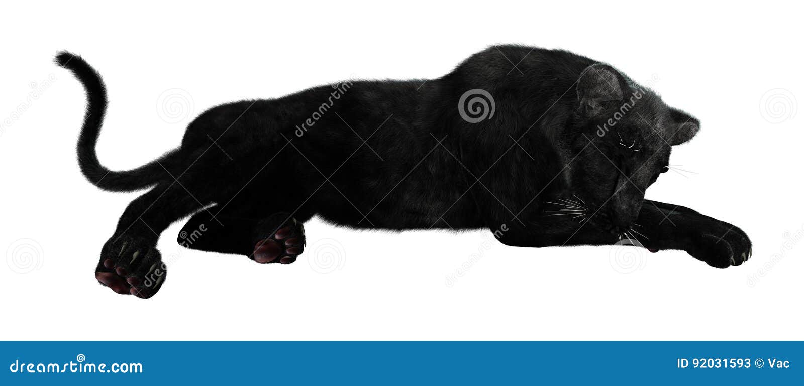Sleeping Black Panther Stock Illustrations 14 Sleeping Black Panther