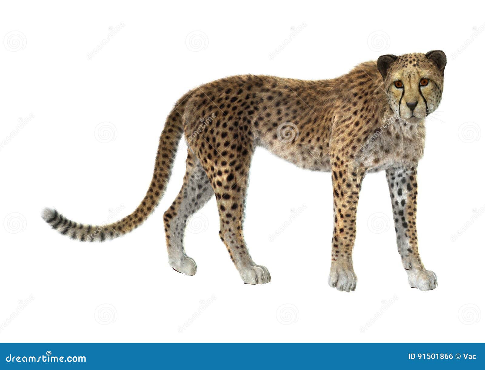 3D Rendering Cheetah on White Stock Photo - Image of fast, feline: 91501866