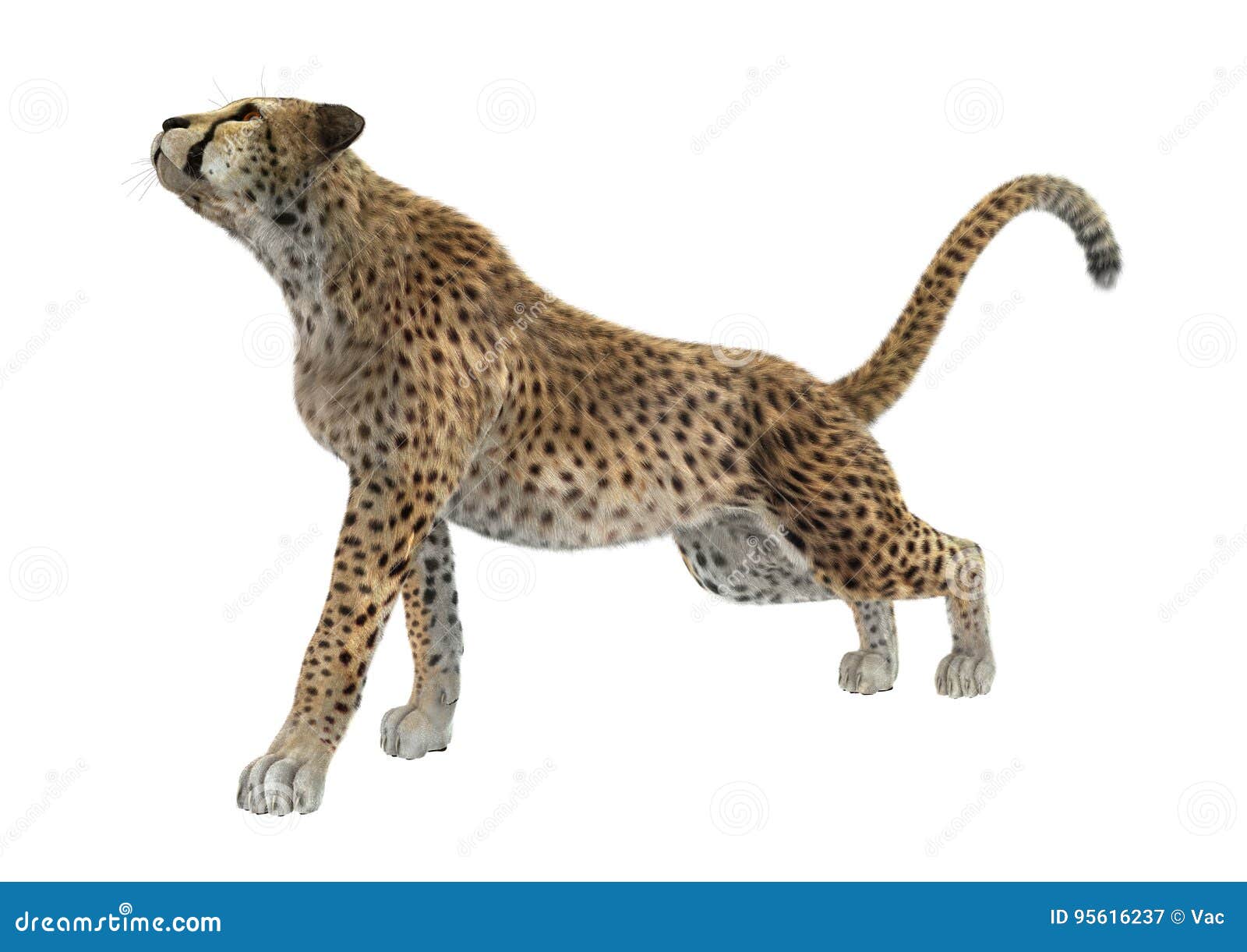 3D Rendering Cheetah on White Stock Illustration - Illustration of ...