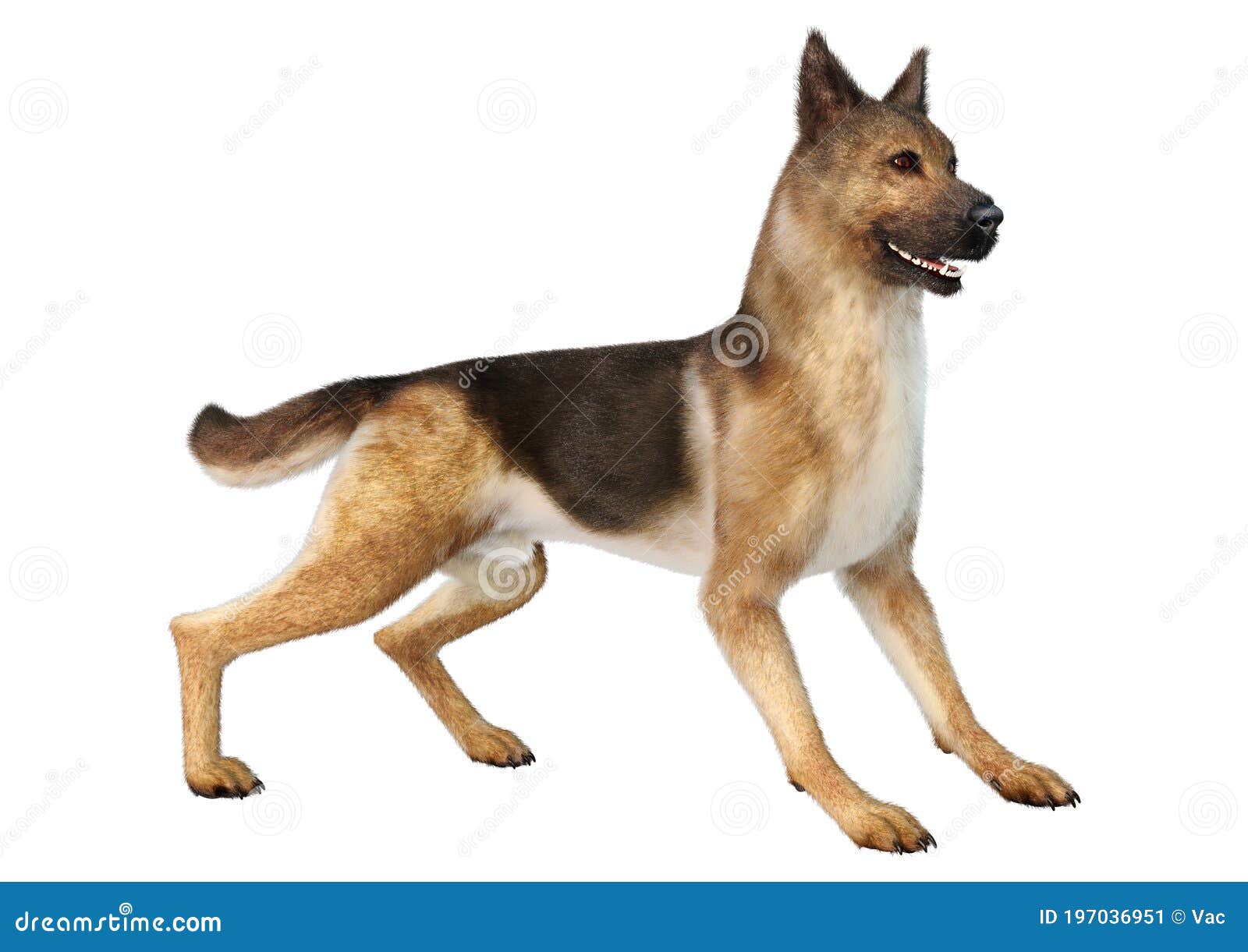 3D Rendering German Shepherd on White Stock Illustration - Illustration ...