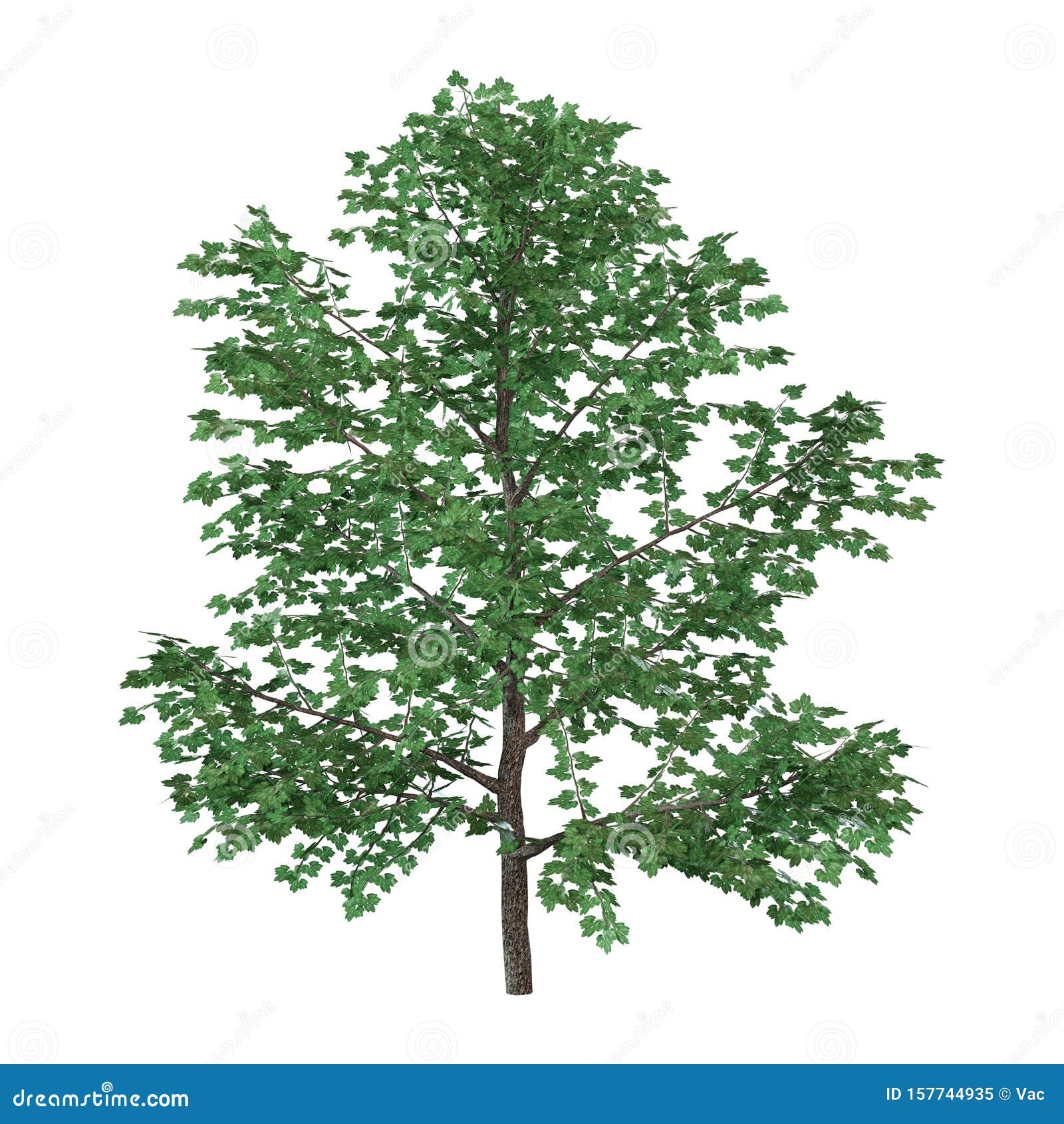 3d rendering sweet birch tree on white