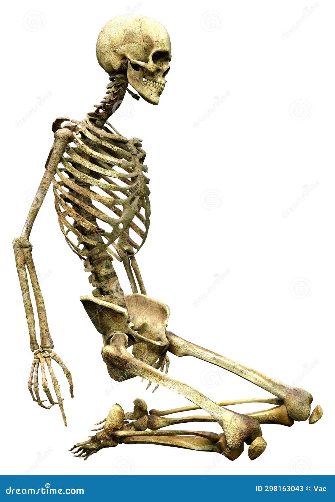 3D Rendering Human Skeleton on White Stock Illustration Illustration