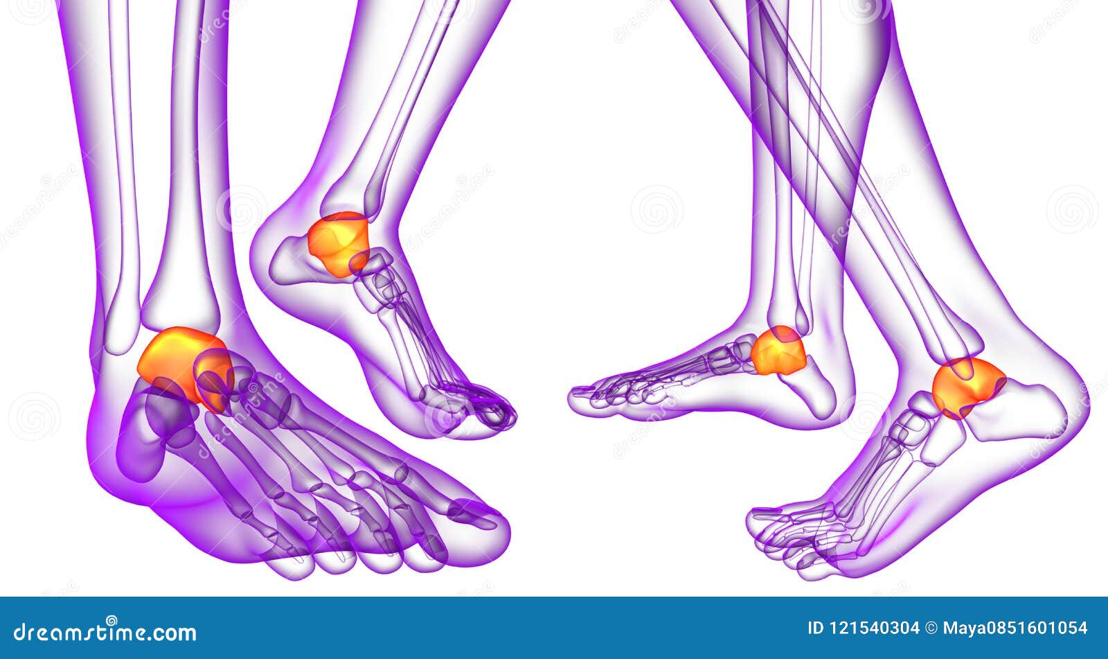 3d rendering  of the malleolus