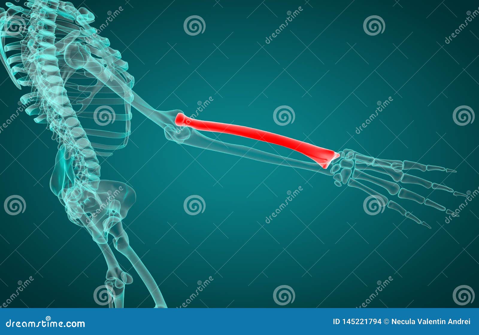 3d Rendering Illustration of Radius Bone Stock Illustration