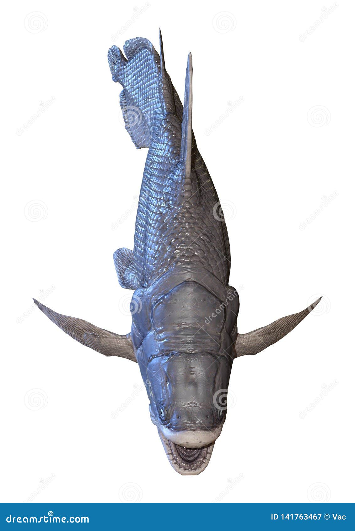 3d rendering mawsonia fish on white