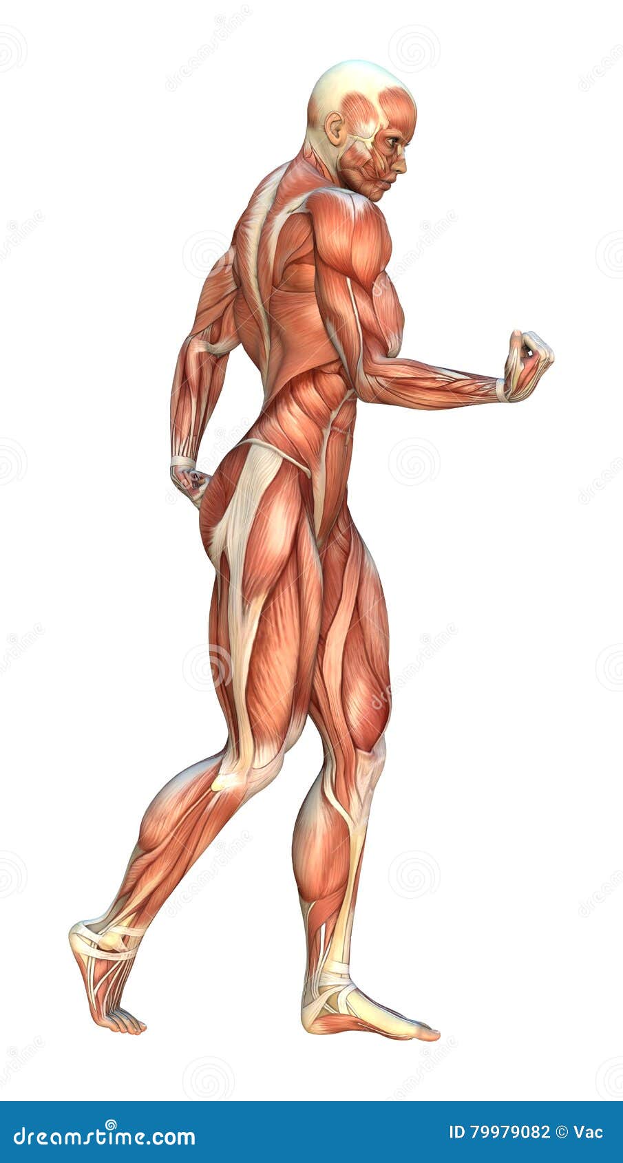 3d Muscle Female