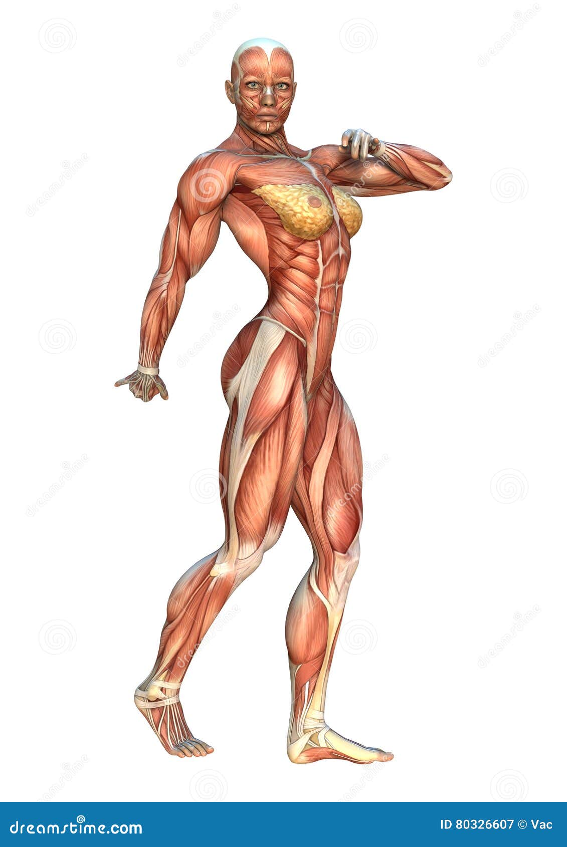 3d Muscle Female