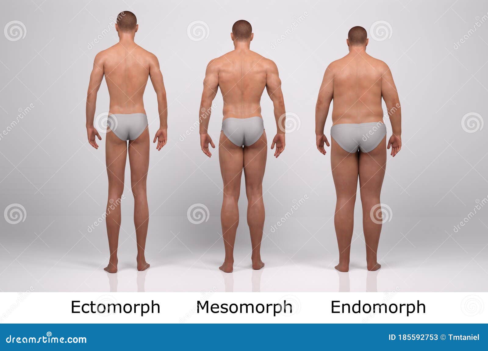 Male Body Types (Ectomorphs, Mesomorphs, and Endomorphs