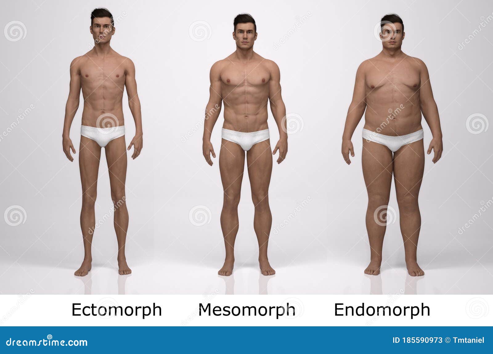 body types ectomorph mesomorph endomorph