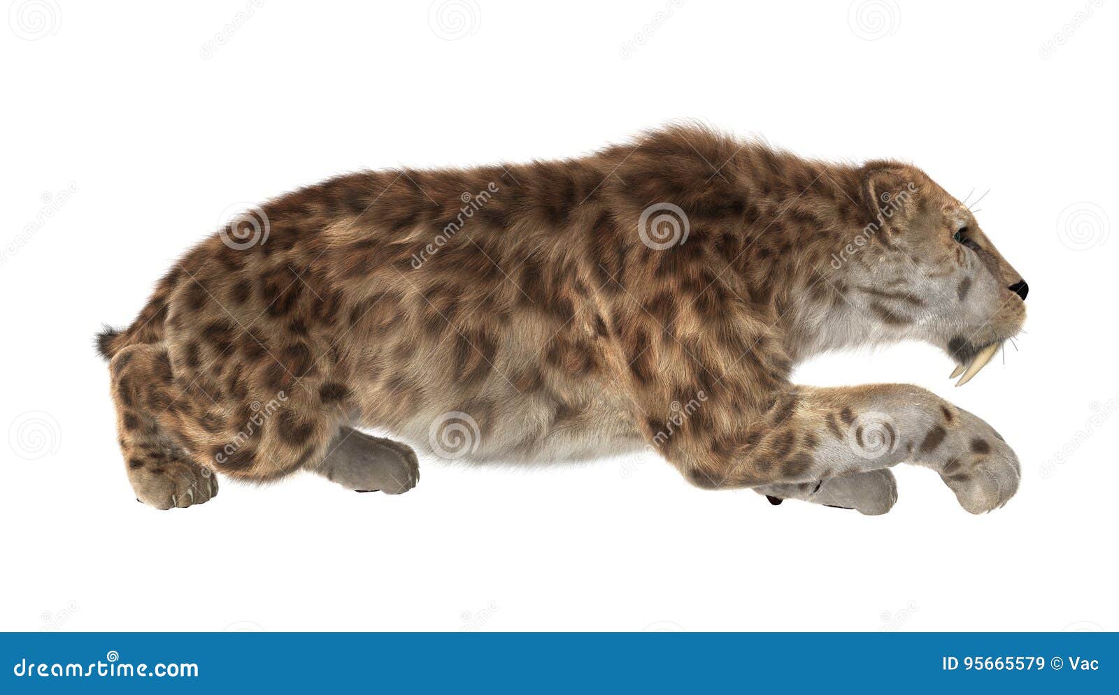 3D Rendering Saber Tooth Tiger On White Stock Image - Image of wildness