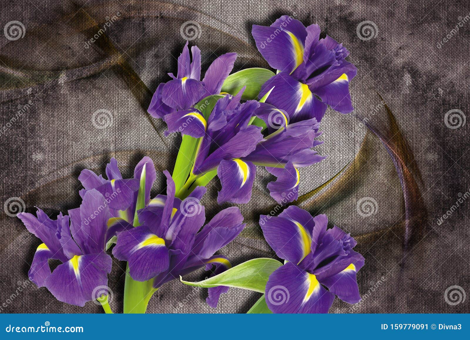 3d wallpaper, iris sanguinea on abstract canvas textures.