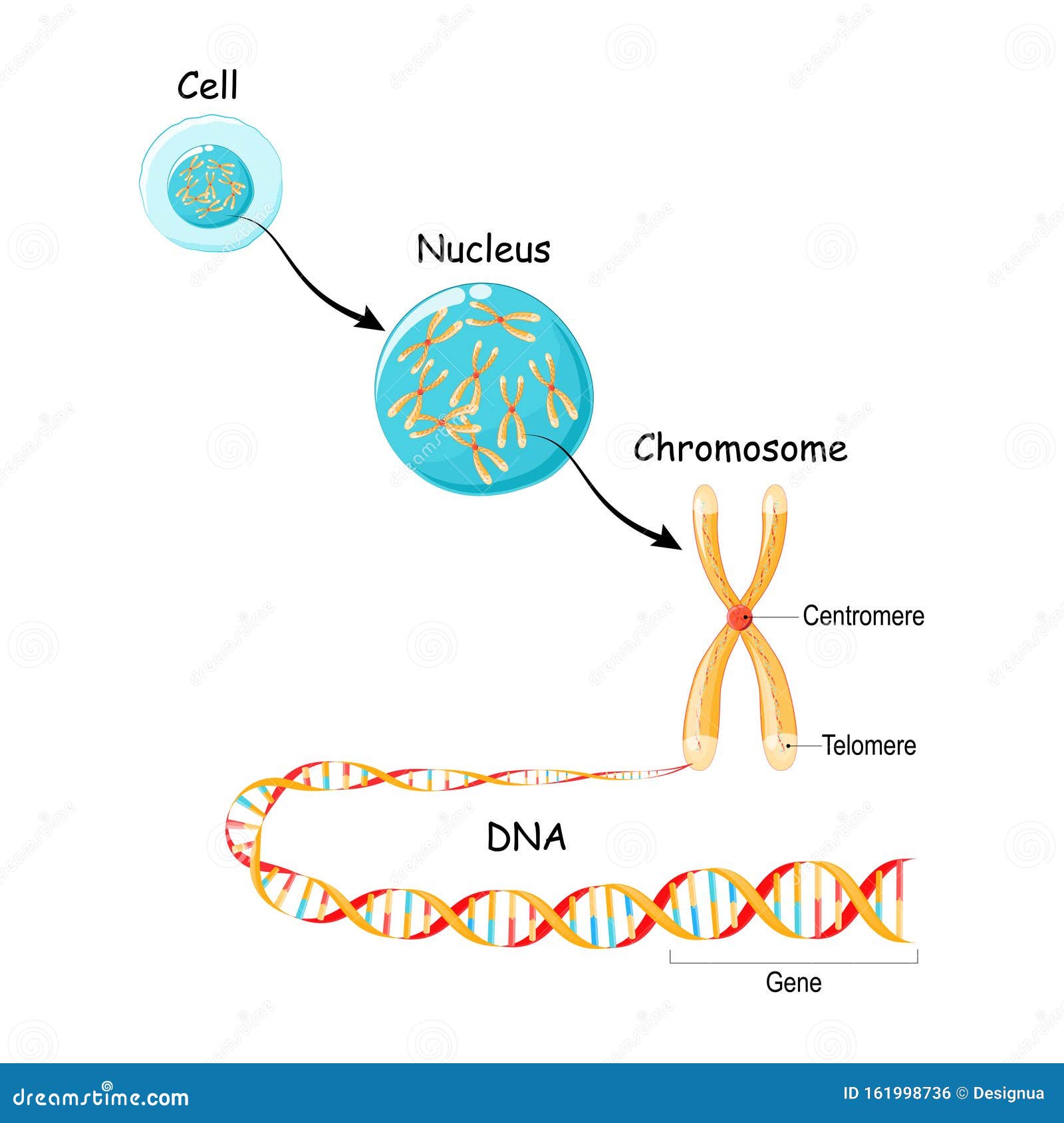 Da Gene Al Dna E Al Cromosoma Nella Struttura Cellulare Sequenza