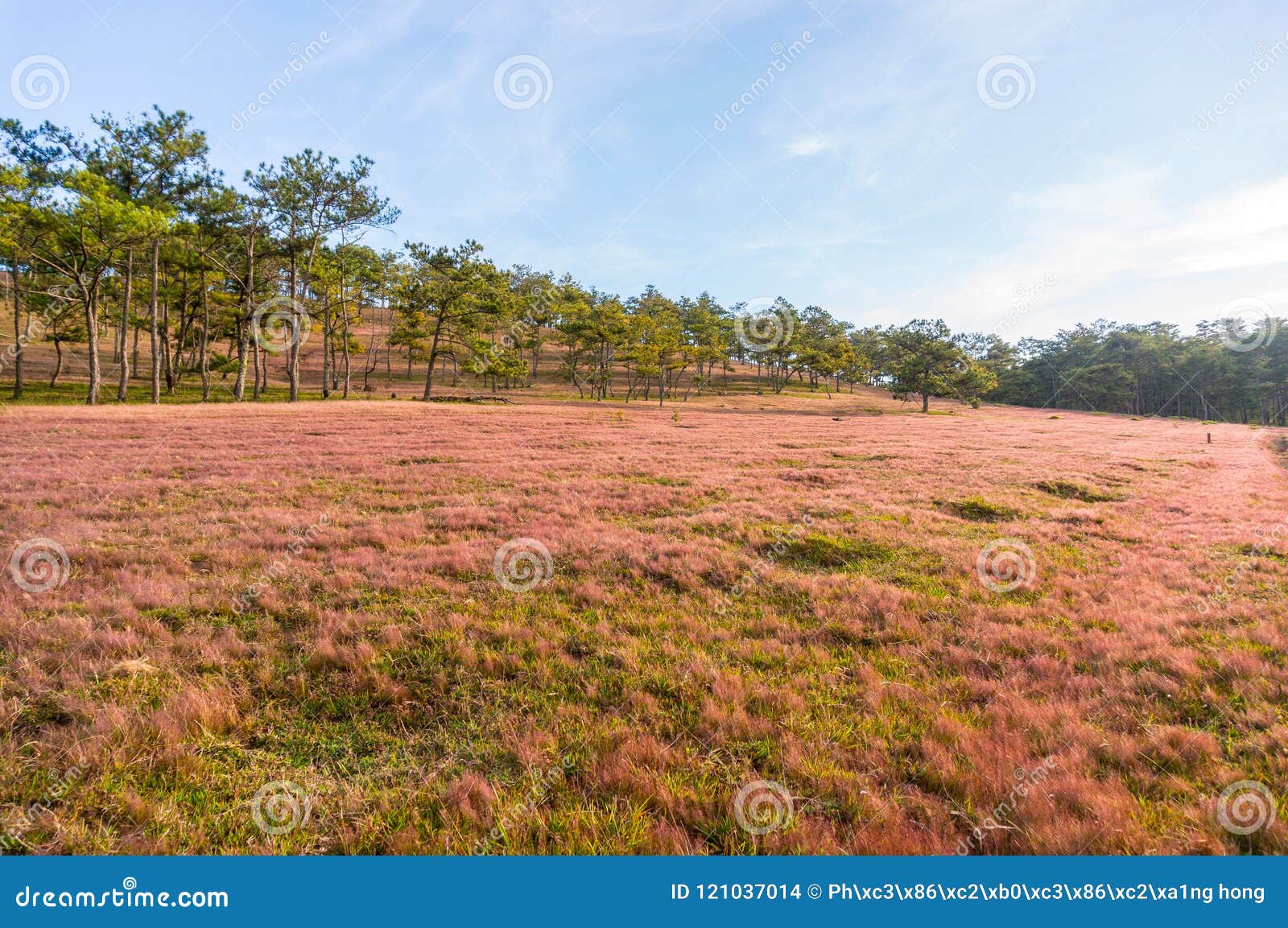 da lat, lam dong, vietnam- feb 12, 2017:the beautyful landscape of da lat city, pinkgrass field on the pine hill, the grass bbloo