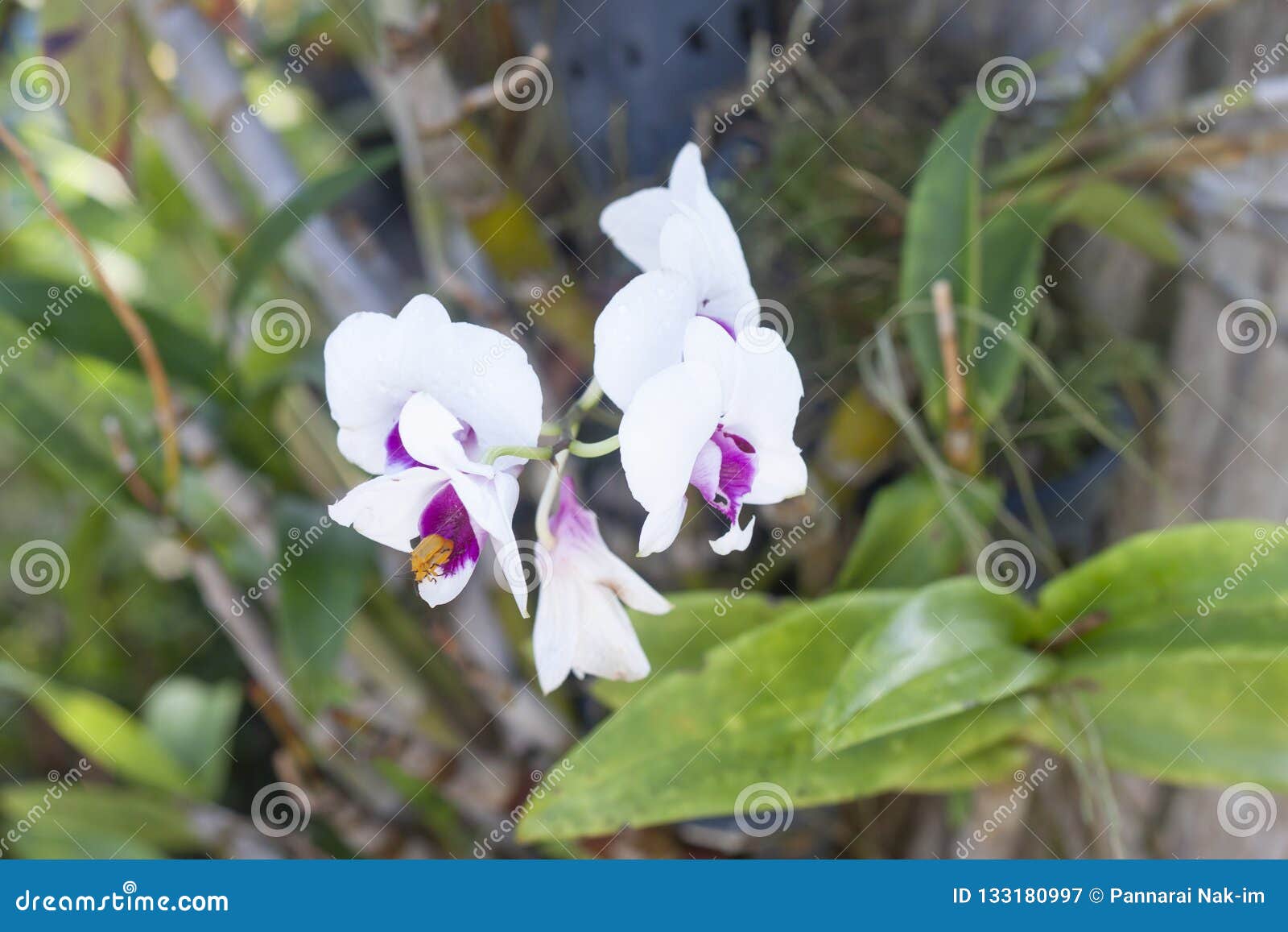 Da Orquídea Da Flor Fundo Branco E Roxo Da Natureza Sobre] Imagem de Stock  - Imagem de elegância, jardim: 133180997