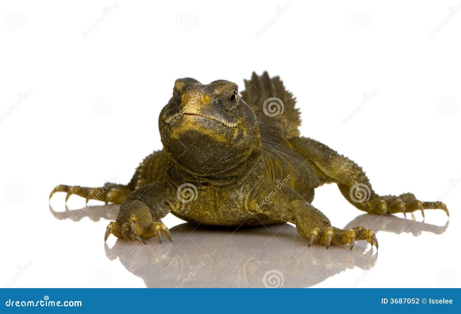 Dabb Lizard stock photo. Image of uromastyx, australia 3687052