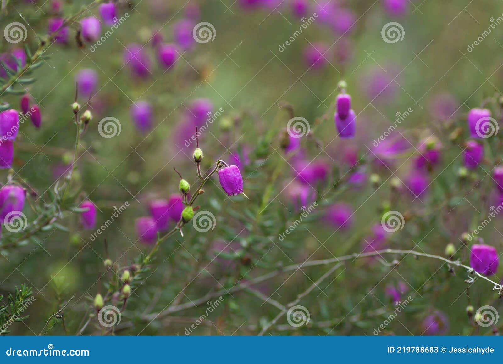 daboecia cantabrica blooming flowers