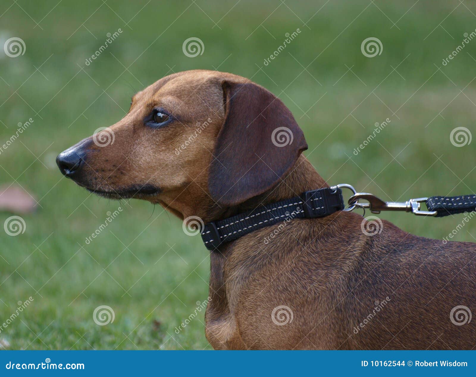 brindle weiner dog