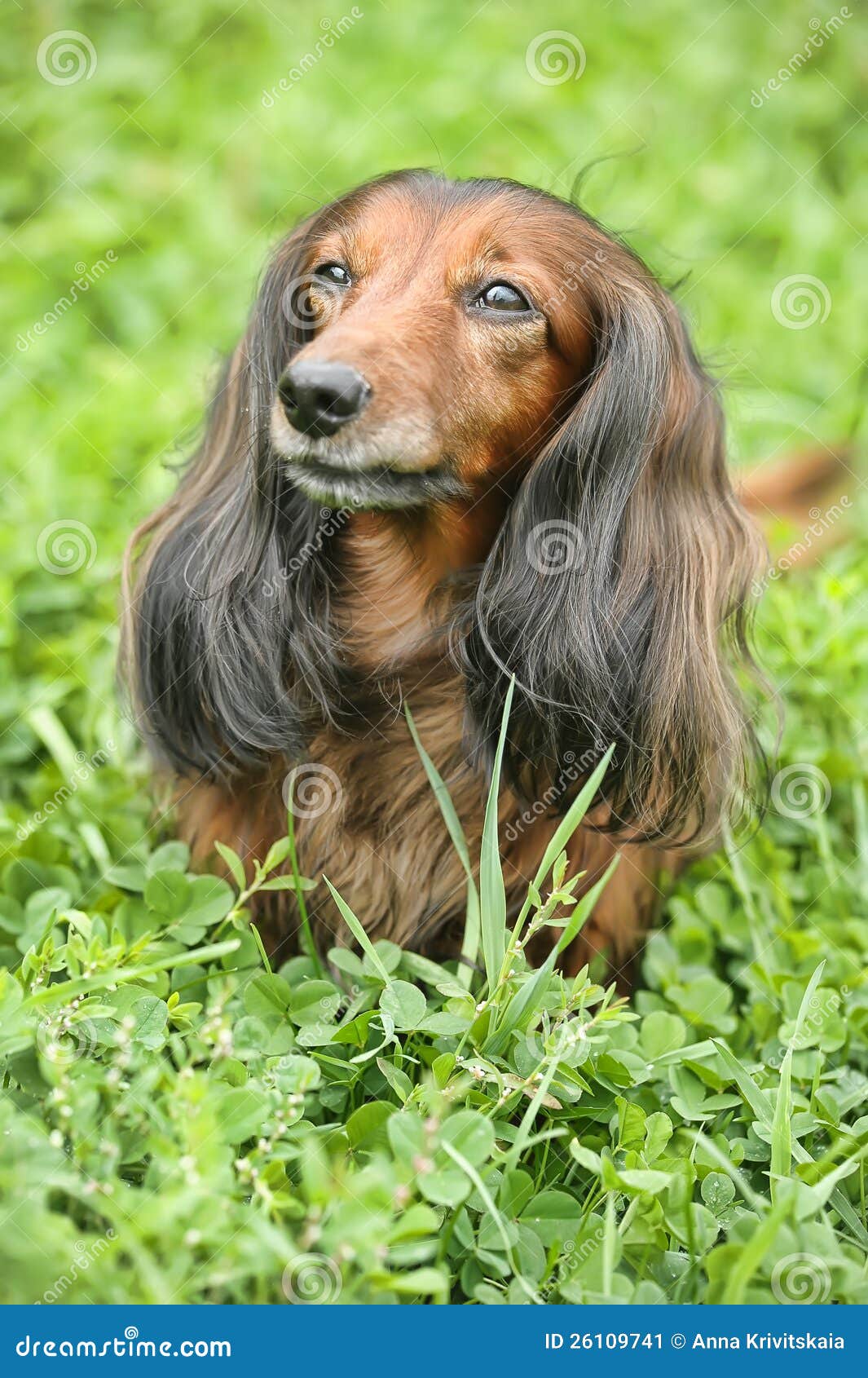 Dachshund stock image. Image of germany, beautiful, hair 26109741