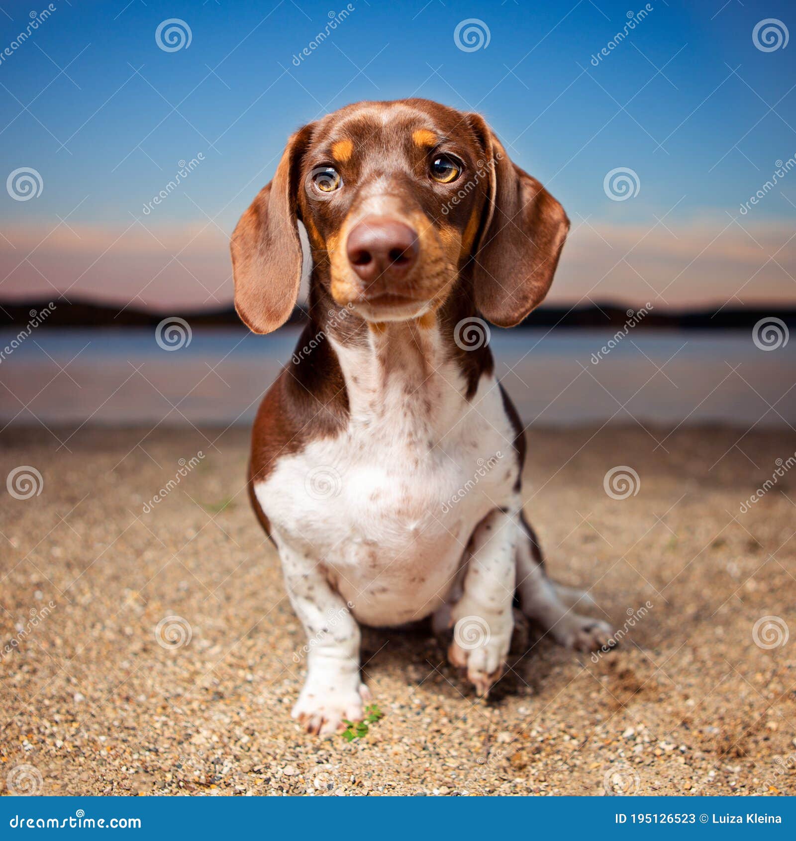Dachshund on the Beach at Sunset Stock Image Image of weenie, nature