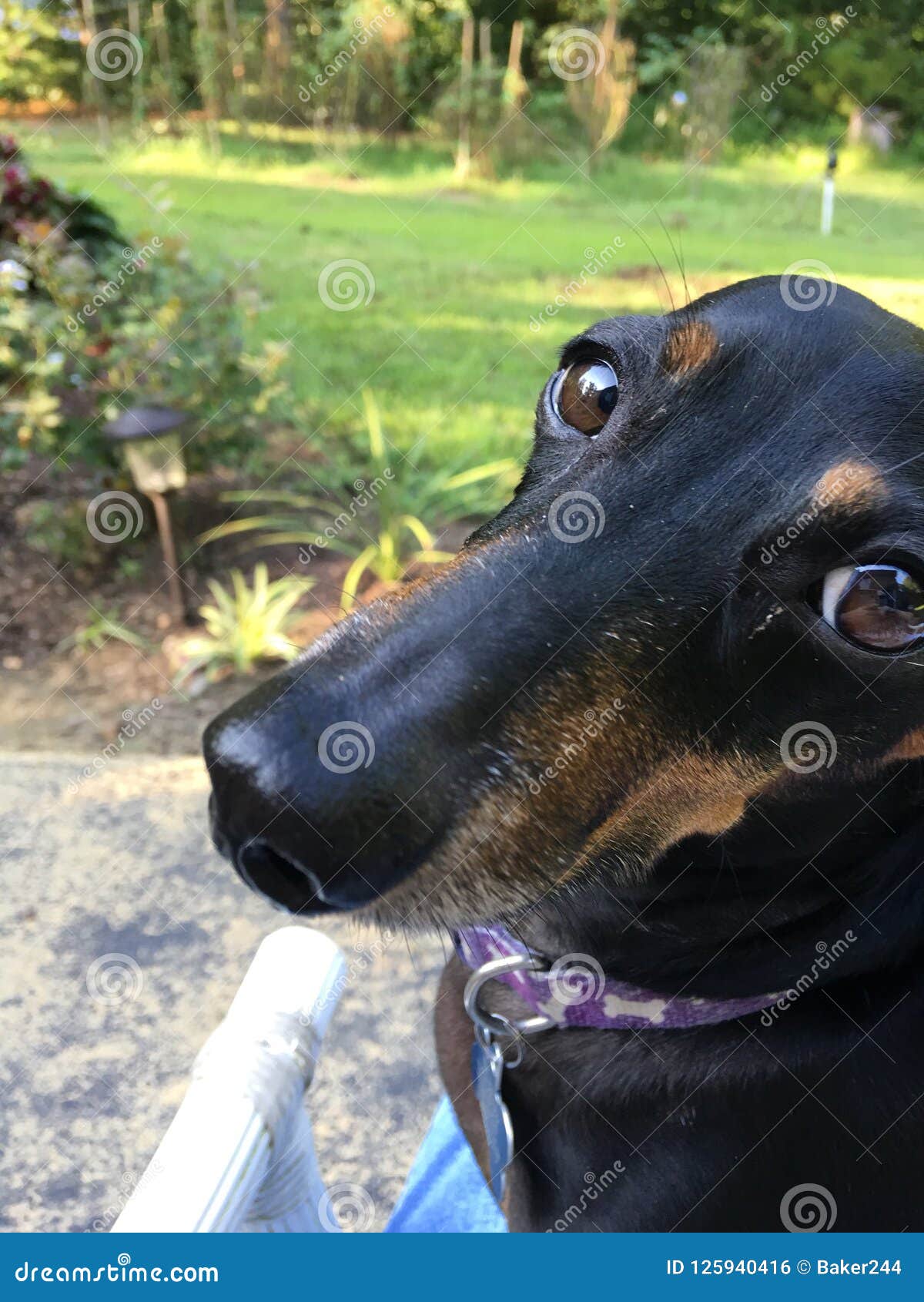 Dachshund beautiful eyes stock photo. Image of dachshund 125940416