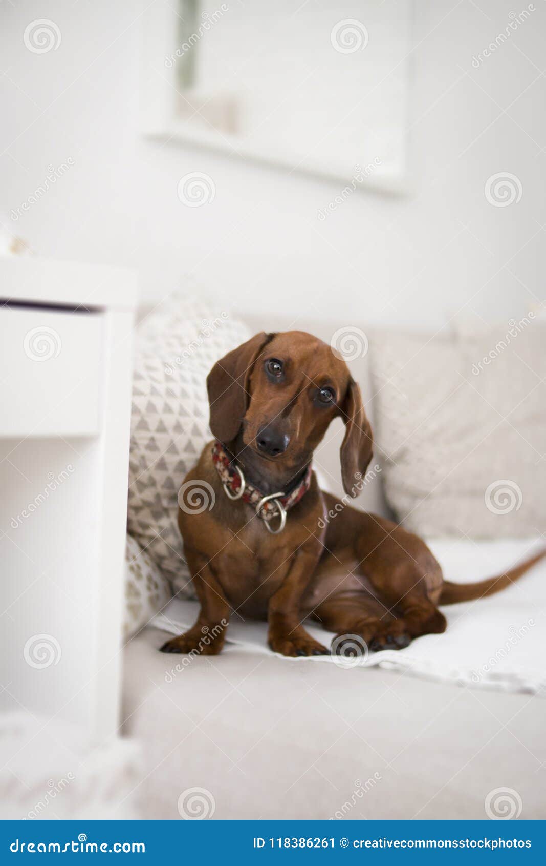 Dachshund On Bed Picture. Image 118386261