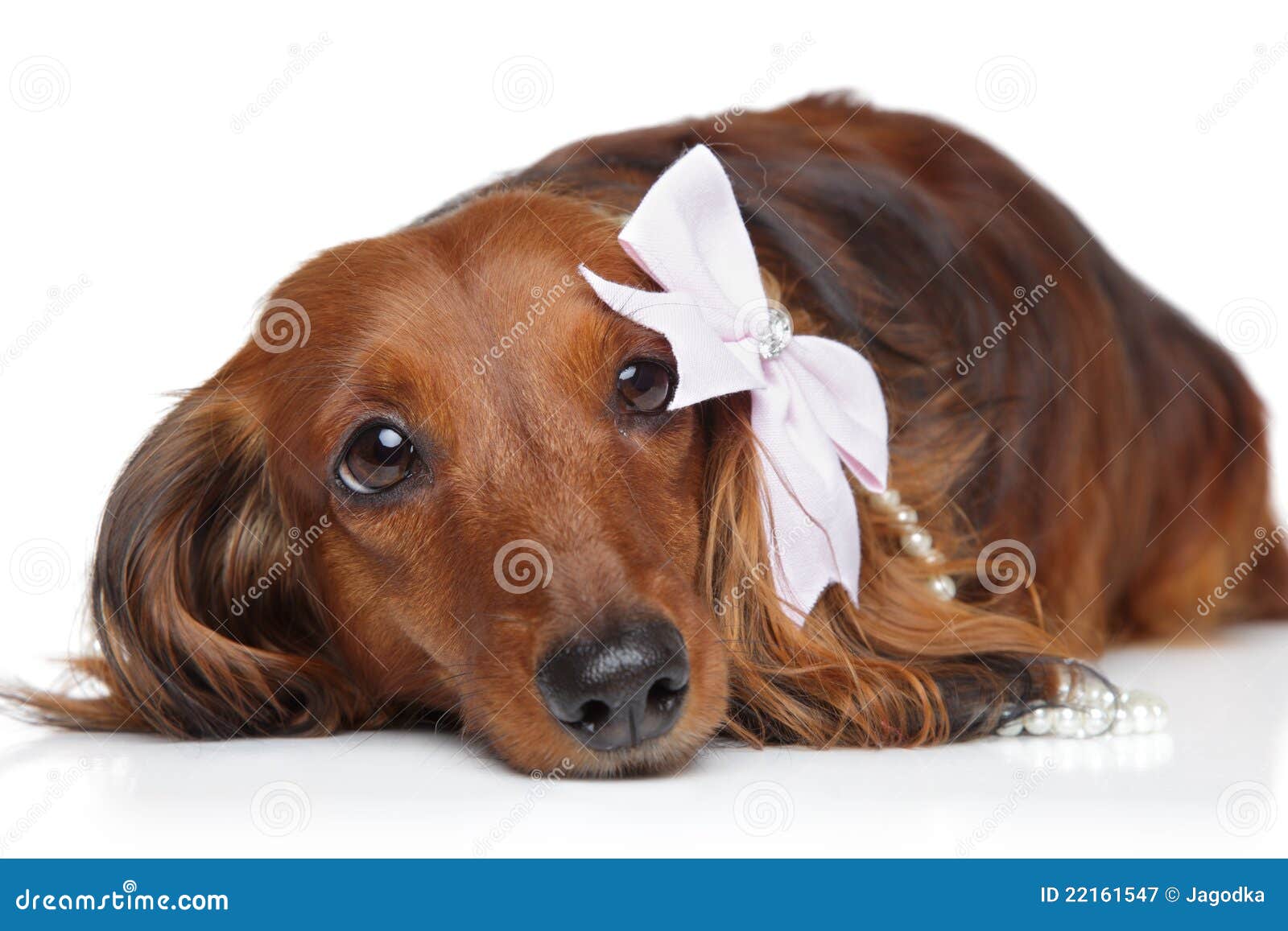 Dachshund With Bow On A White Background Stock Image Image Of Small Furry 22161547