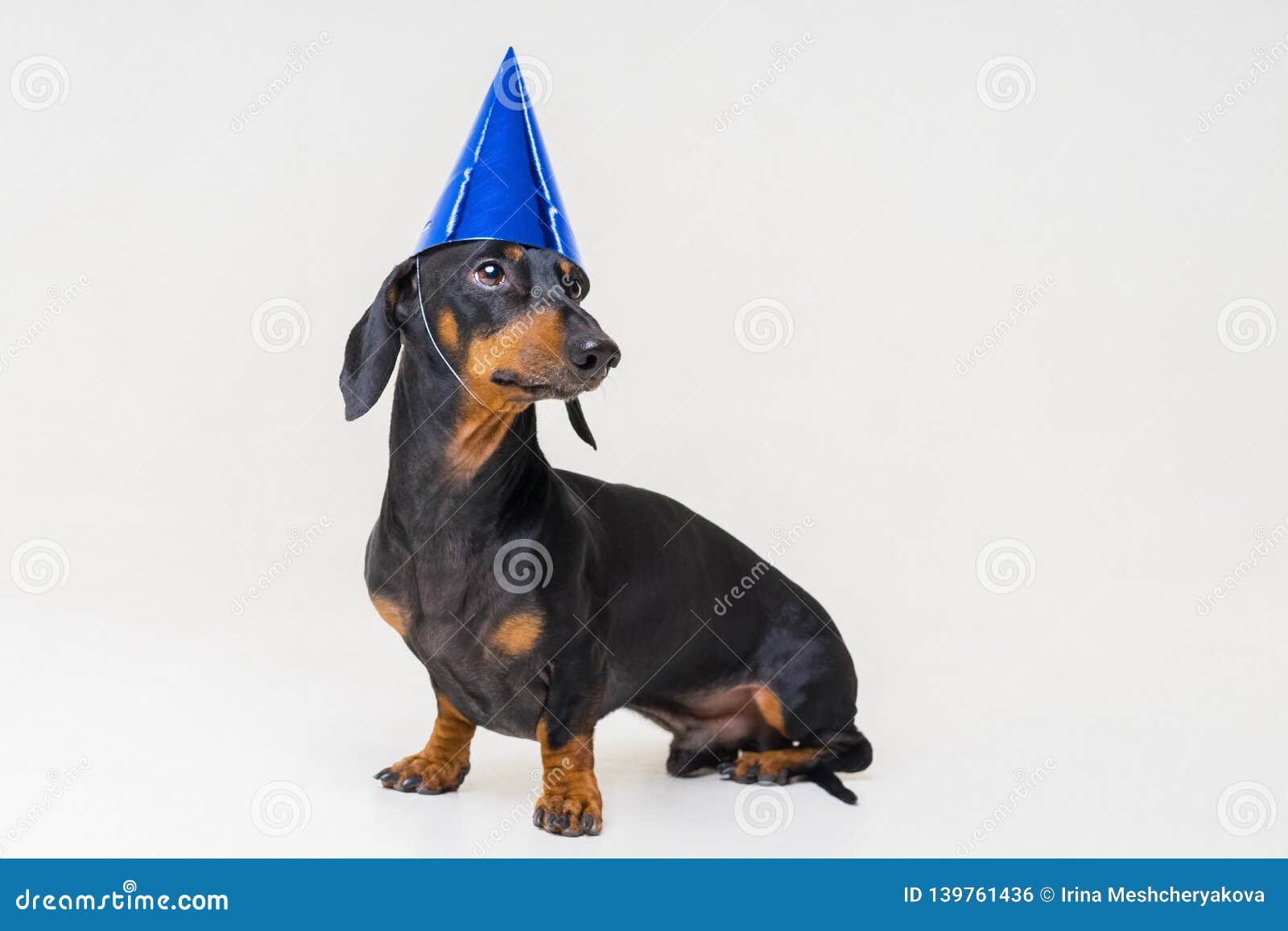 birthday wiener dog