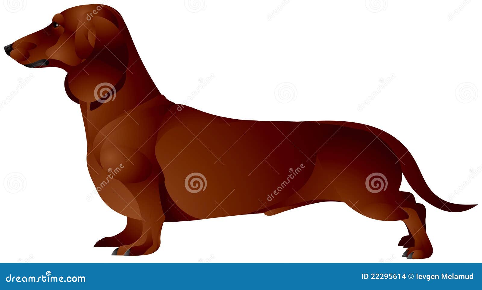 Dachshund Dog Breed Stock Vector Illustration Of Animal 22295614