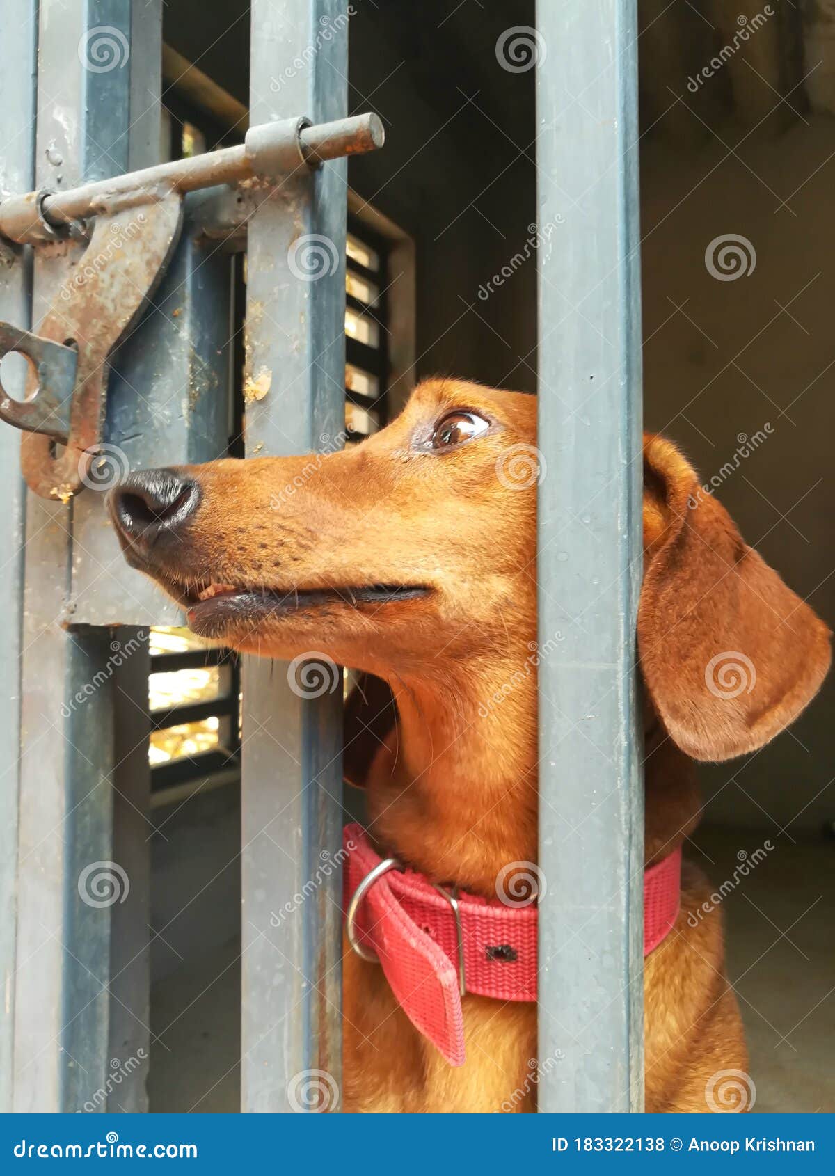 Dachshund Dog stock photo. Image of spring, cage, metallic 183322138