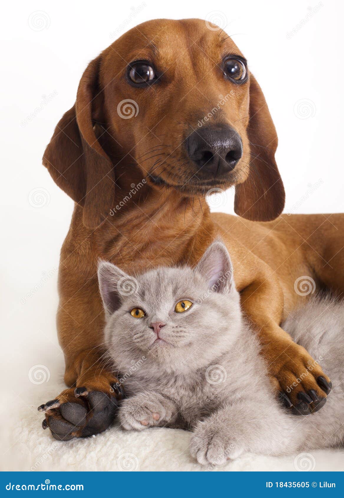 are dachshunds good with cats