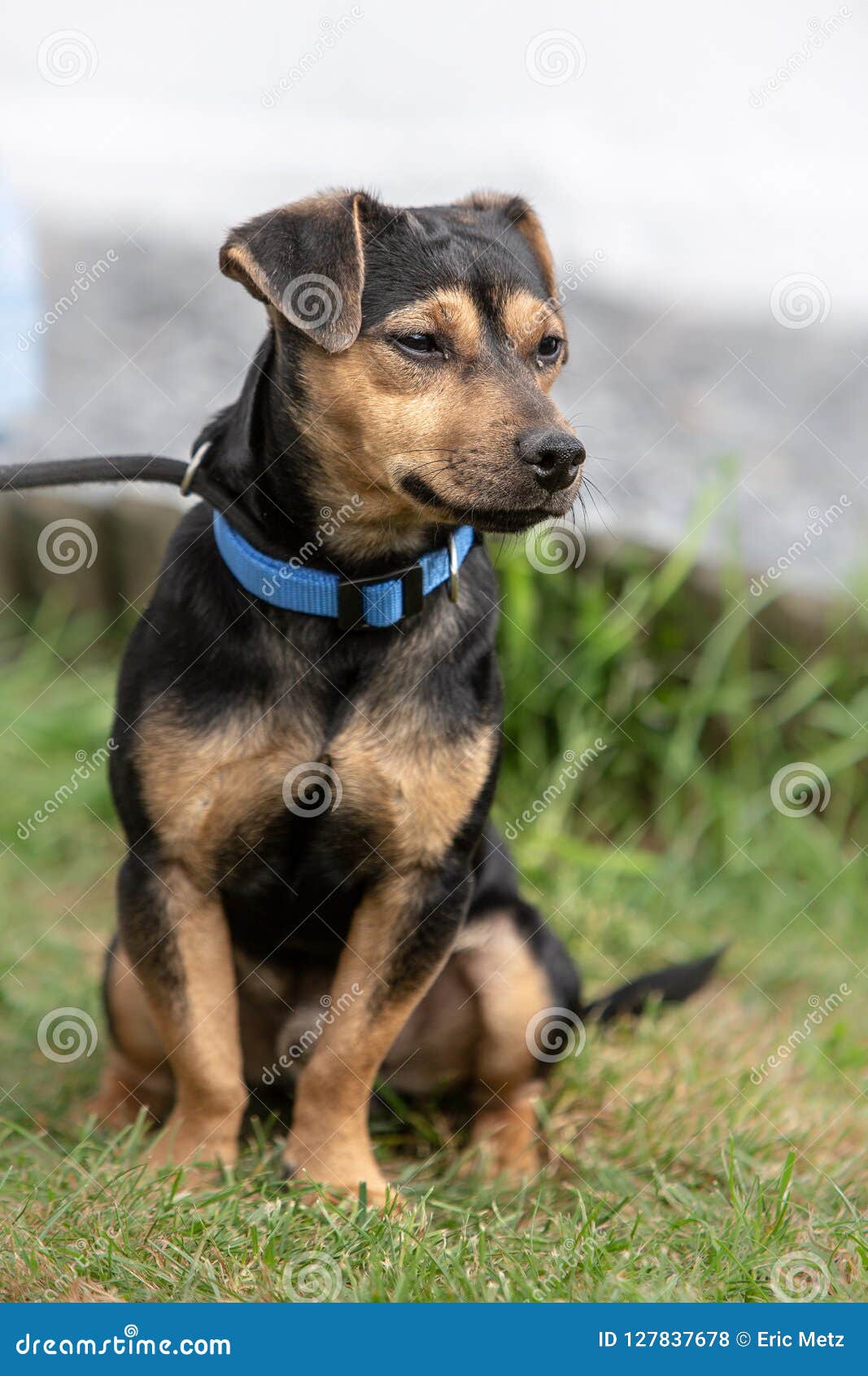 Dachshund Dog Living in Belgium Stock Photo - Image of sausage, standing:  127837678