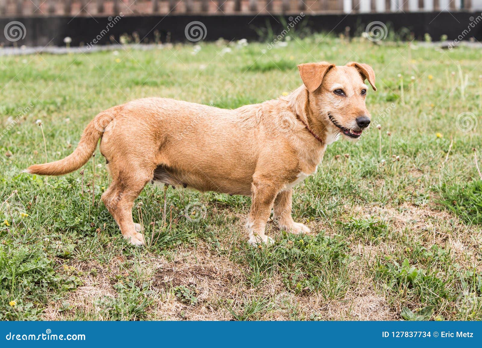 Dachshund Dog Living in Belgium Stock Photo - Image of domestic, standing: 127837734 Dachshund Dog Living in Belgium Stock Photo - Image of domestic, standing: 127837734