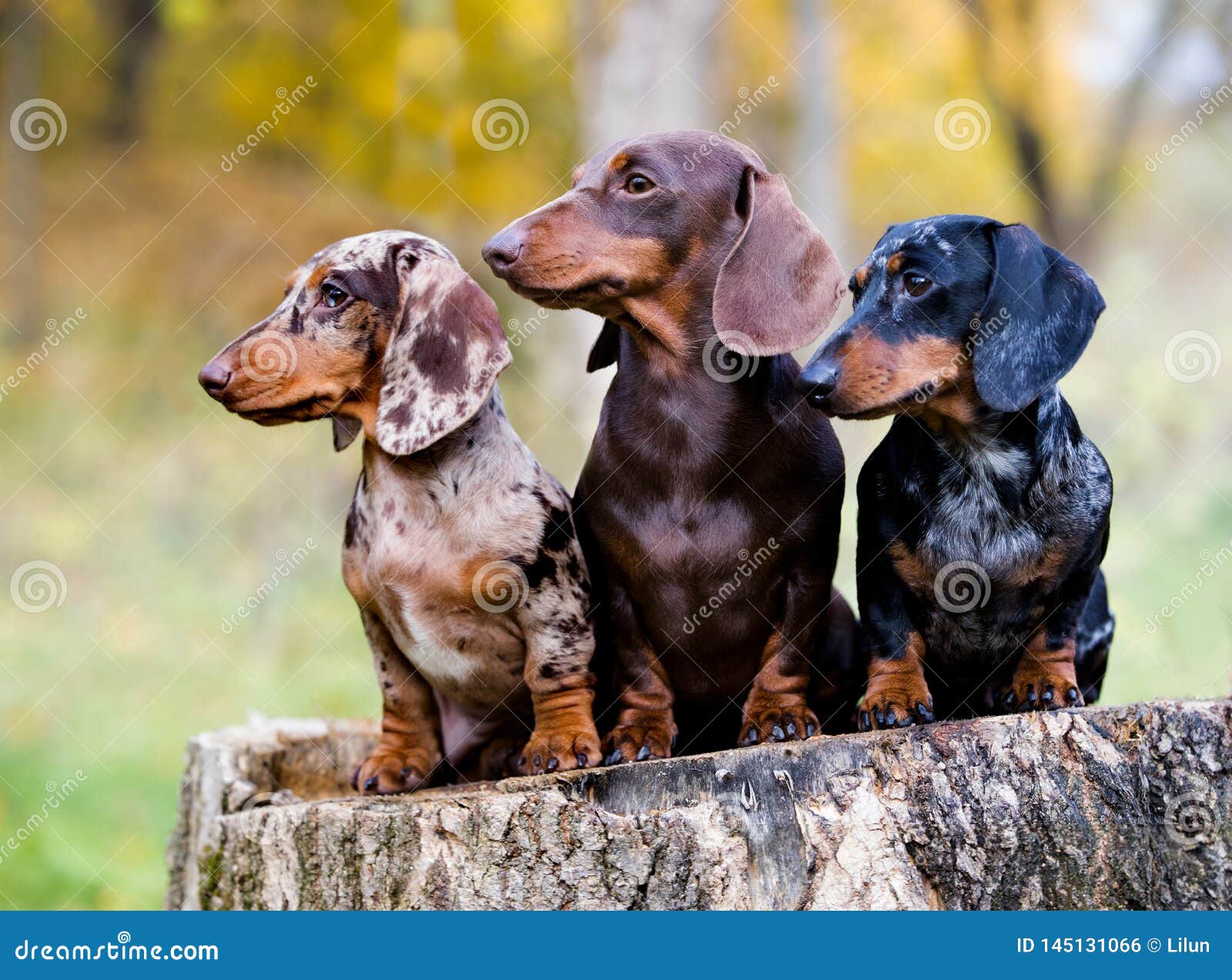 different colored dachshunds