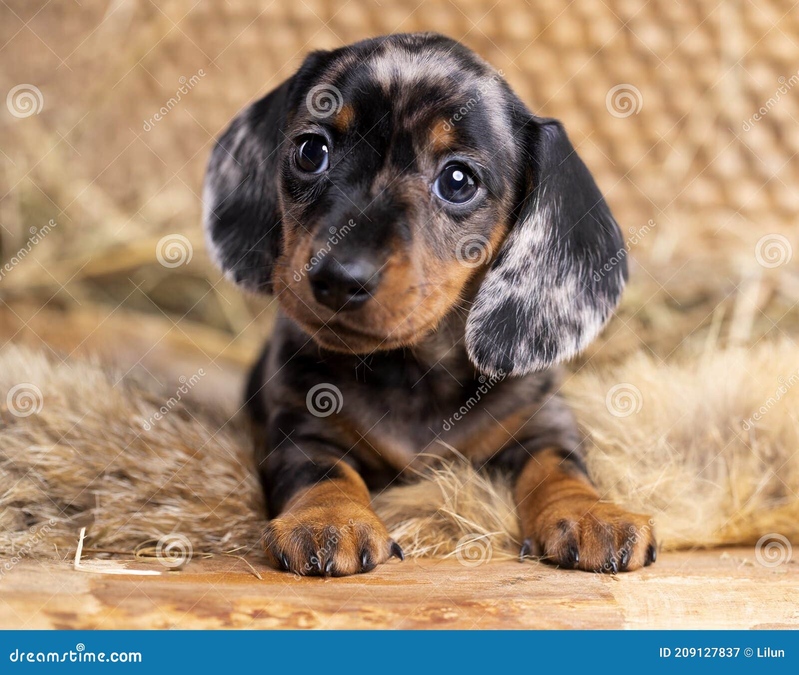 Dachshund Puppy Black Tan Merle Color Sitting In The Hay At The Farm Stock  Image - Image Of Color, Chocolates: 209127837