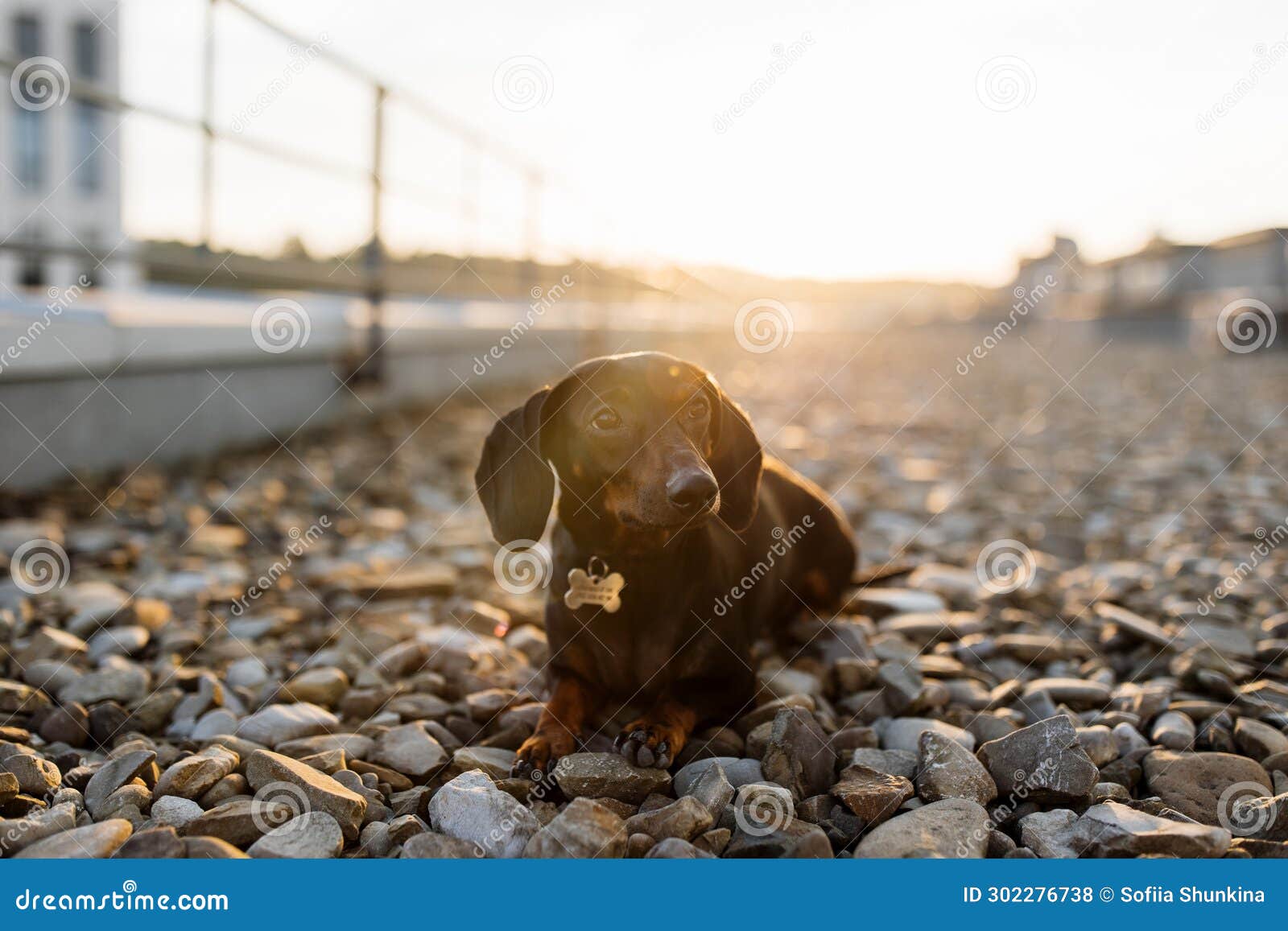 Dachshund Dog with Short Fur Sitting on Pebble Surface Stock Photo