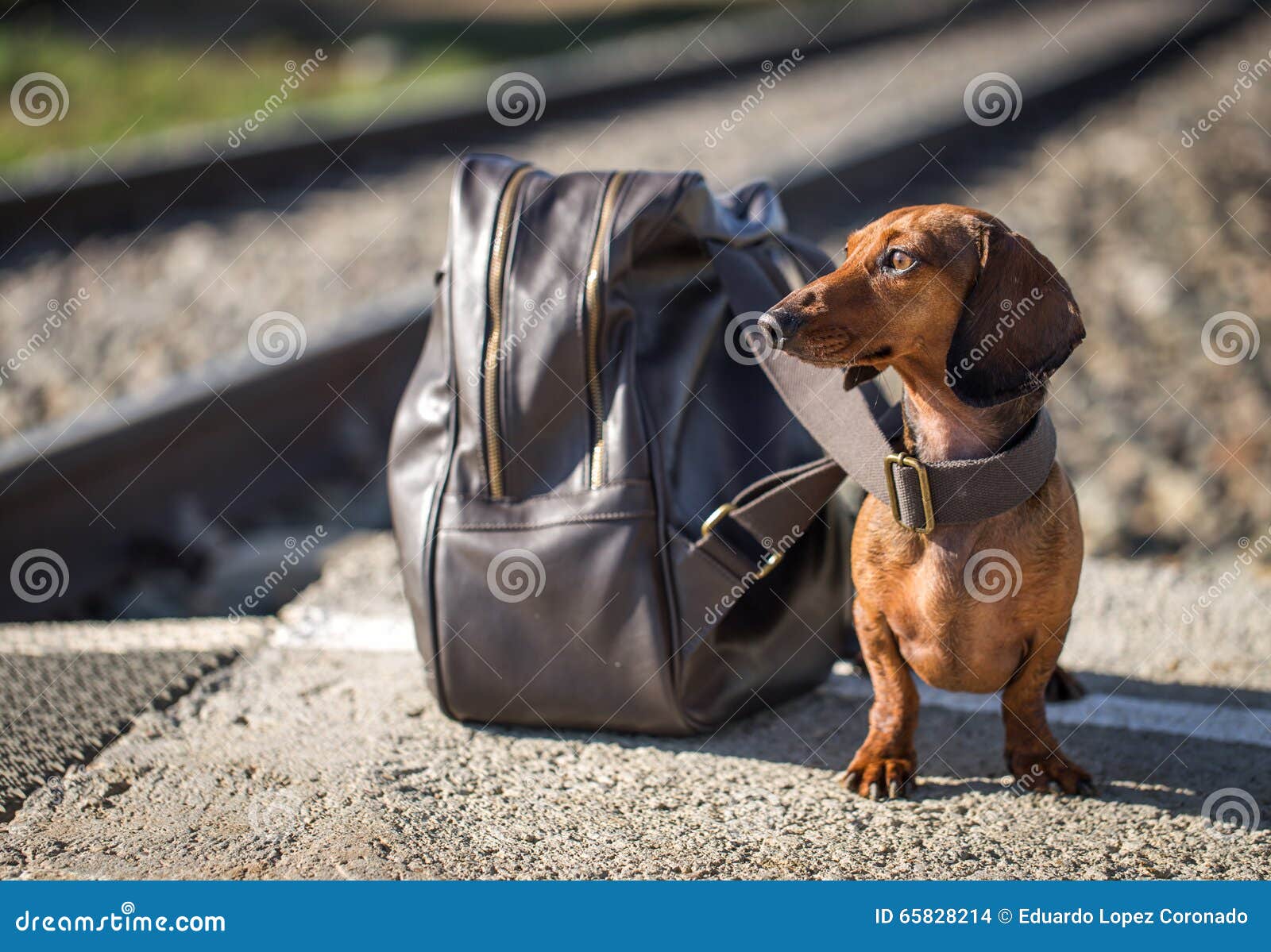 Dachshund Dog Sitting Near Backpack on Platform Stock Photo Image of